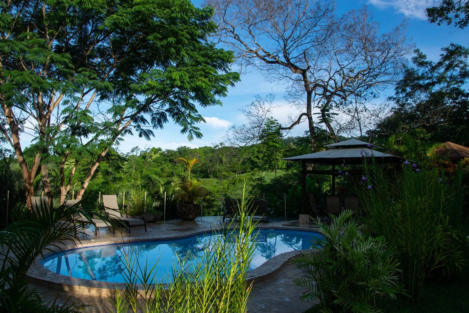 Swimming pool surrounded by lush tropical vegetation