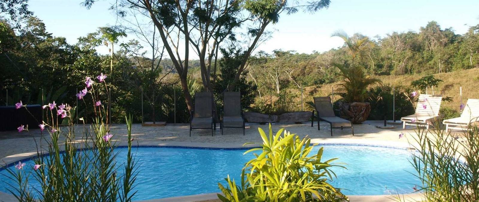 Pool with sun loungers and garden views