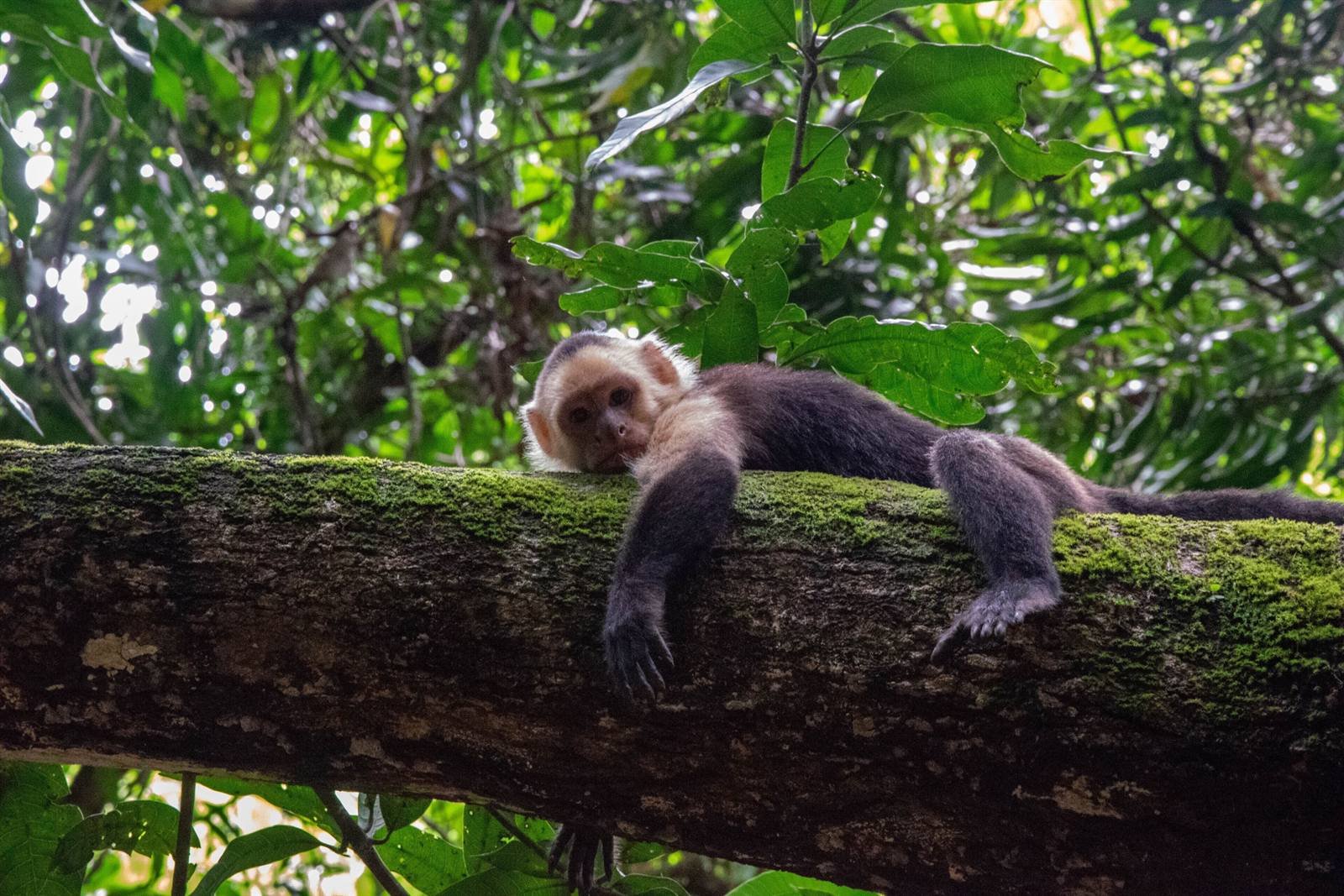 A monkey resting on a tree trunk in the grounds